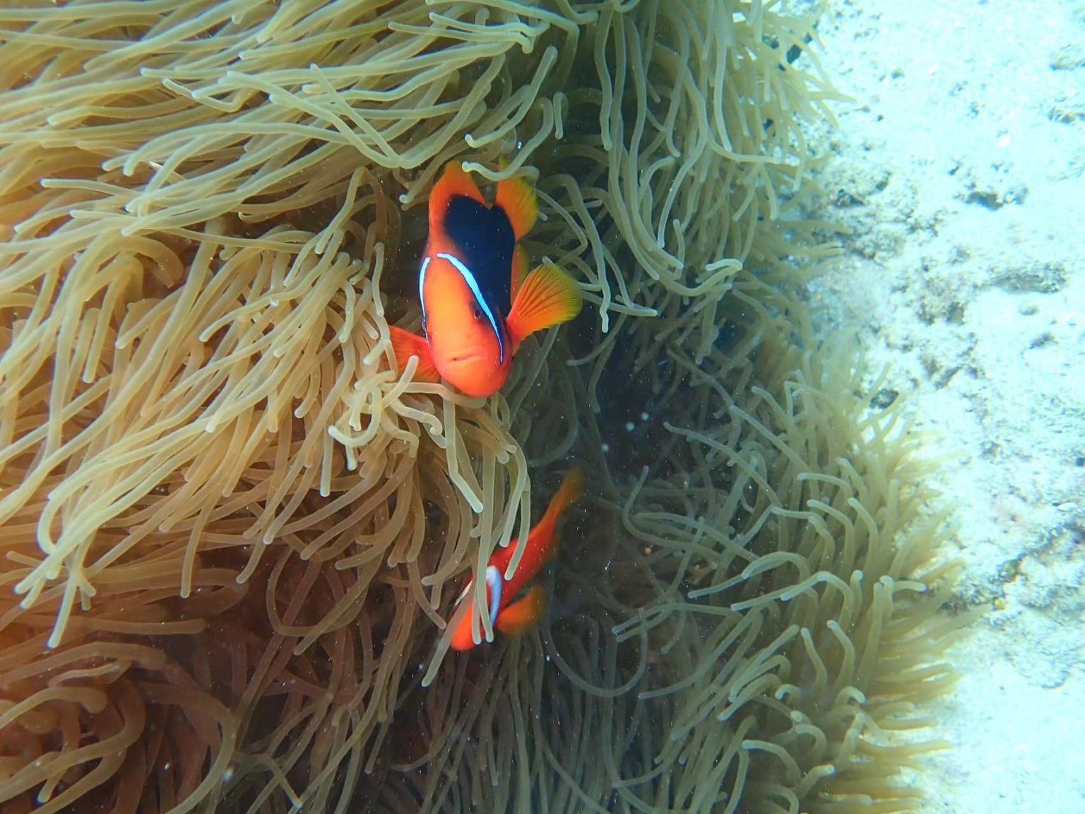 About | Marine Biology