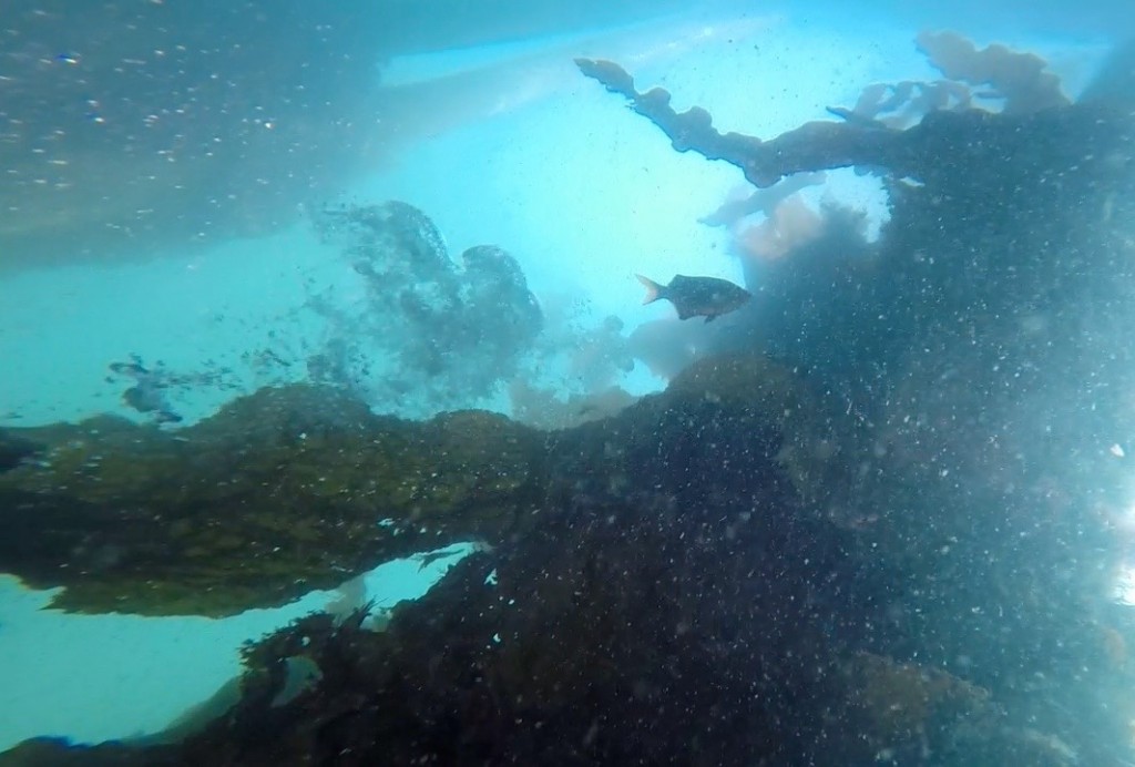 kelp forest underwater