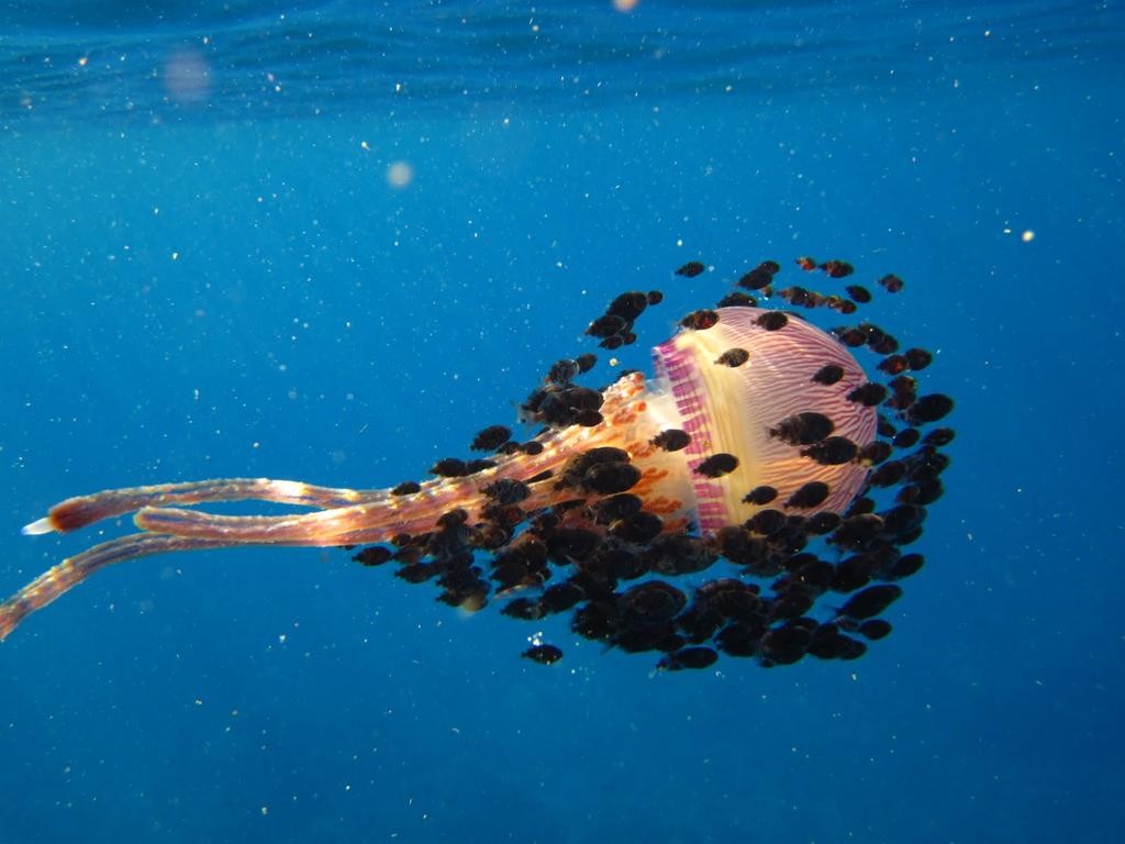 Thysanostoma Jellyfish surrounded by fish