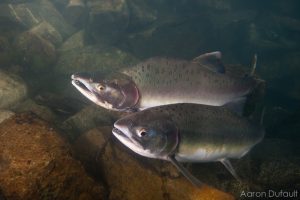 Pink Salmon in the Seton River