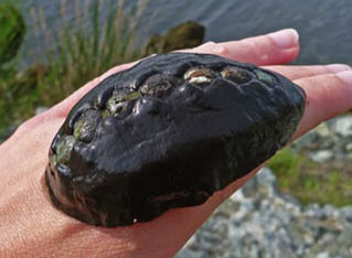 The black Katy chiton Hatharina tunicata (iron teeth not shown).