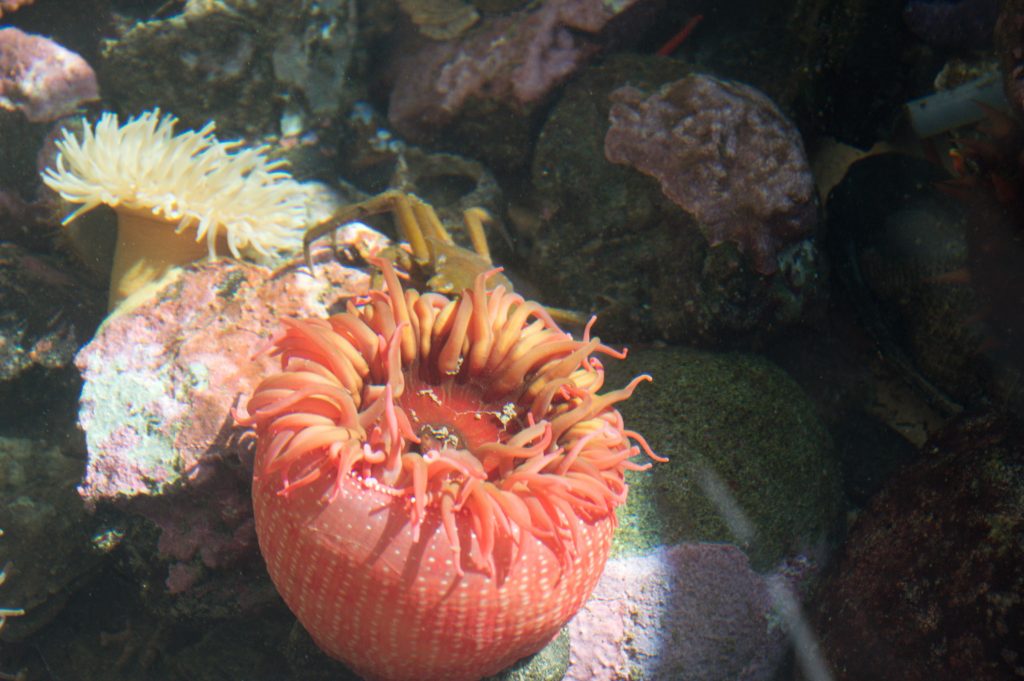 FHL anemone