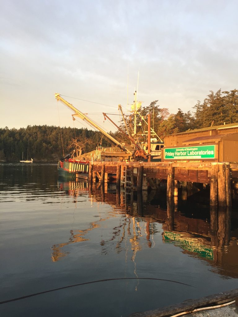 The dock at FHL