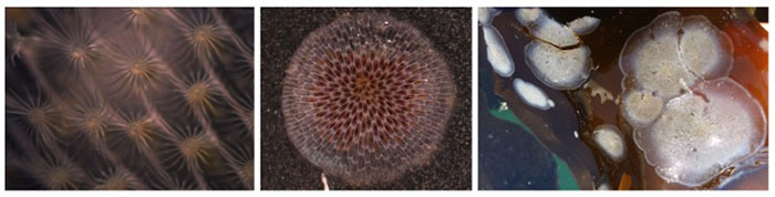 bryozoan colonies