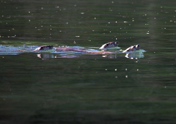 3 swimming river otters