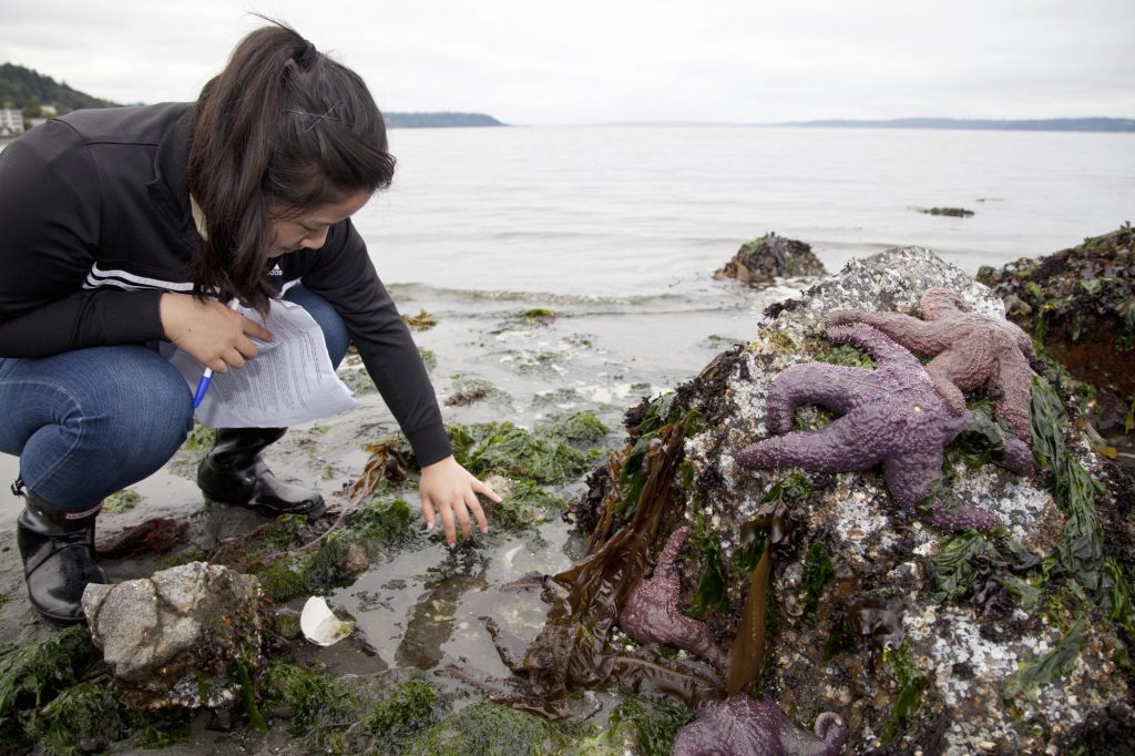 A student looks in tide pools at Friday Harbor Labs