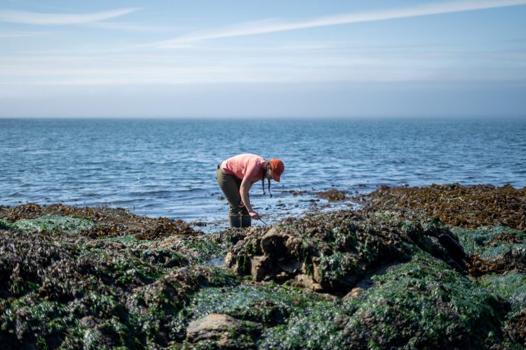 undergraduate-research-marine-biology