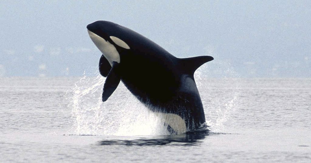 breaching killer whale (K16)