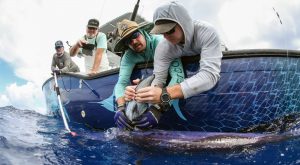 Researchers attaching a tag to a swordfish off the side of a boat