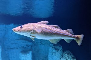 An Atlantic Cod fish swims underwater