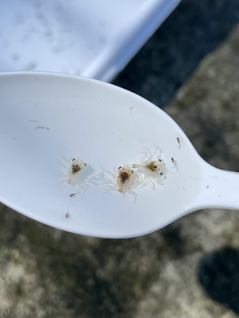 A close up shot of three tiny crabs in the larval stage on a white spoon.