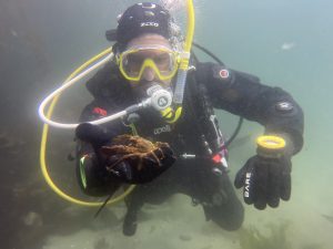 Walker Hobson is pictured underwater with scuba diving gear on, holding a crab.