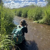 A person stands in a murky stream, surrounded on both sides by tall grassland, taking a photo of red-colored salmon in the river.