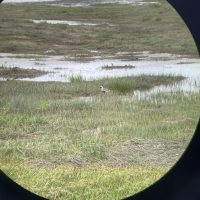 A view through a telescope of a bird in wetland grass.