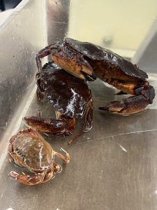 Three crabs in a tank