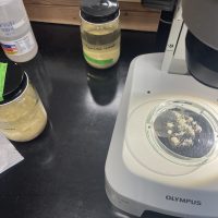 On a table is a microscope with small white parasites in a dish, and small jars with liquid on the table.