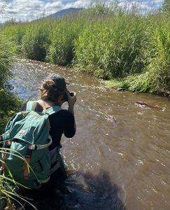 Kylie West takes a photograph of salmon in a murky stream in Alaska