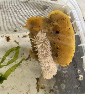 Sea organisms in a tank