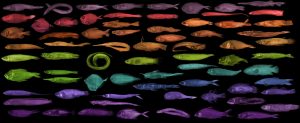 Multiple colored fishes scanned by a CT scanner