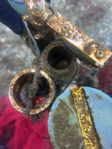 Small fish hiding in a metal sensor underwater.
