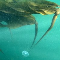 Kelp and a jellyfish pictured underwater.