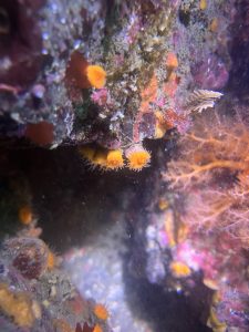 Small cup coral, orange in color, underwater