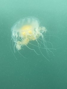 A fried egg jellyfish (white and yellow in color) underwater.