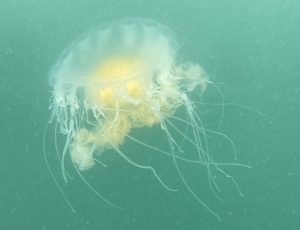 A fried egg jellyfish (white and yellow in color) underwater.