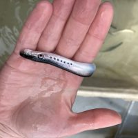 A hand holds a small lamprey fish, silver in color.