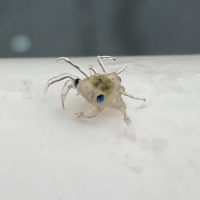 A small crab megalopa larva, translucent in color with blue eyes.