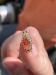A small fish parasites, translucent in color with a red stomach, sits on the tip of someone's finger.