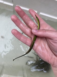 A hand holds a small pipefish.