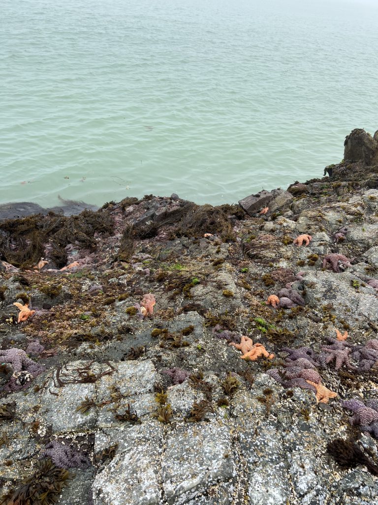 Seastars laying out on the rocky intertidal.