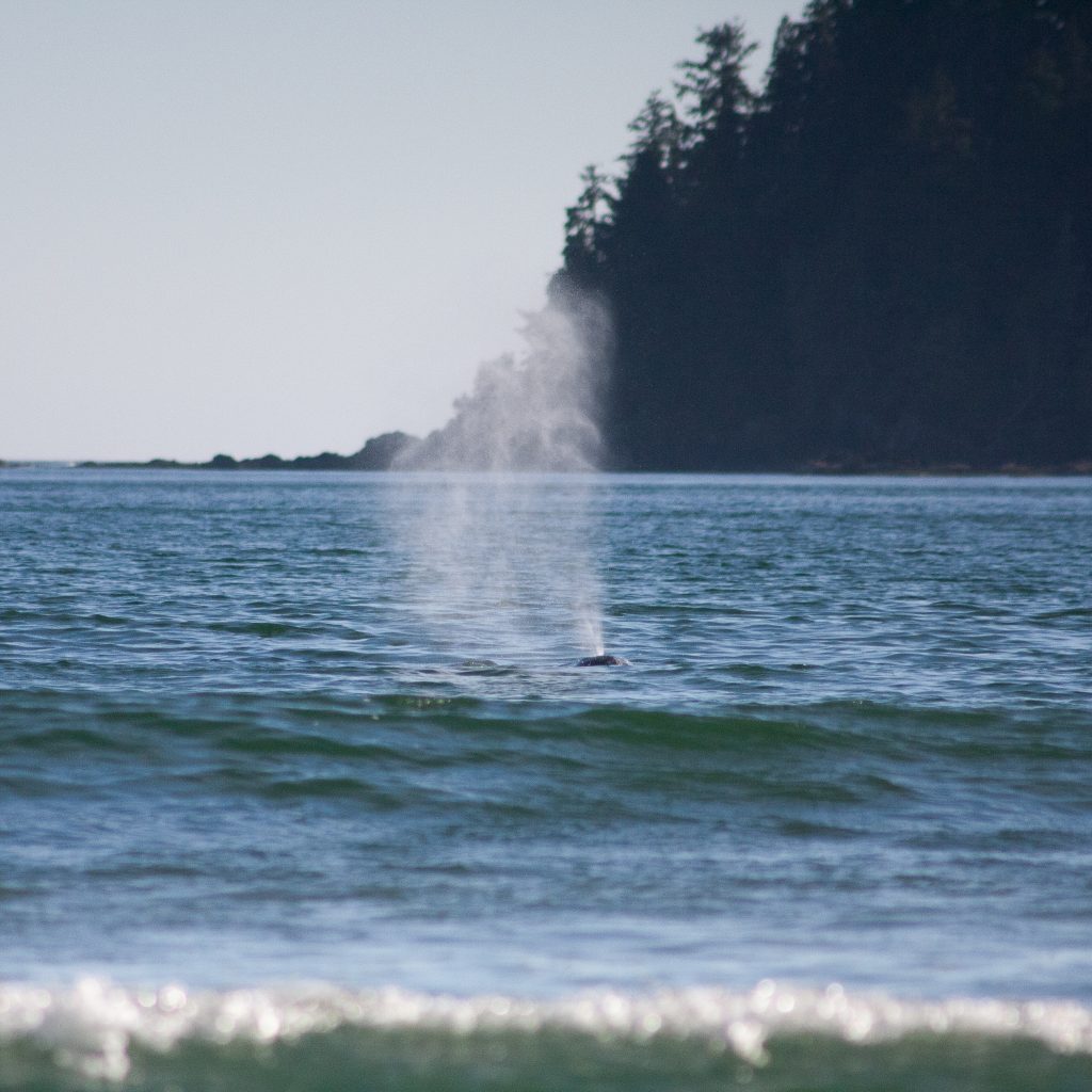 A whales blows air from it's blowhole near the coastline.