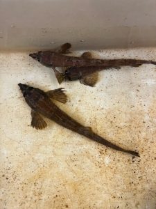 Two fish, brown in color, side by side in a tank.