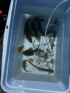 Fish in water contained in a clear rectangle bucket.