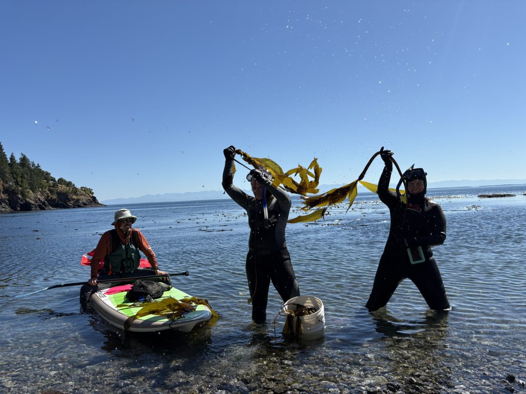 Three people, two standing and one on a paddle board, in the sea. The two standing are wearing black wetsuits and hold a large piece of kelp between them. The scene depicts a sunny day with calm waters.