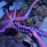 The hand of marine biology student, Charly Cooper, reaches towards a Giant pacific octopus which is pictured with it's arms and suckers. The picture is of the octopus in an aquarium tank, with a purple glow.