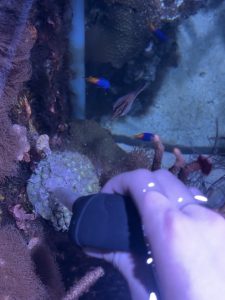 Charly Cooper's hand holds a small tool used to directly feed coral.