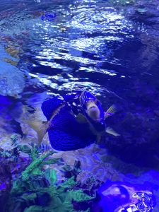 A scribbled angel fish pictured in an aquarium tank, blue and yellow in color.