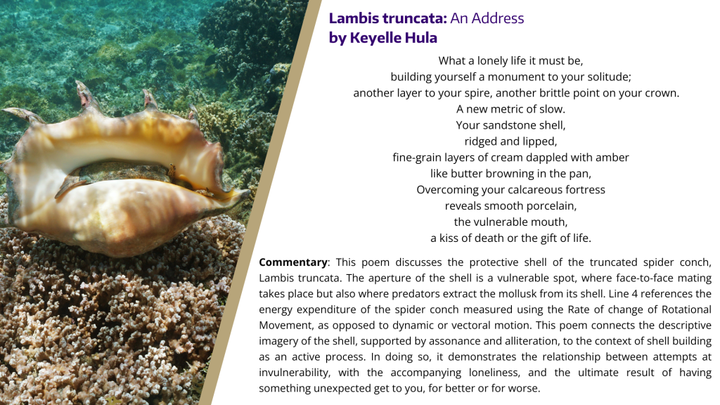 A typed poem next to a photo of a spider conch shell underwater.