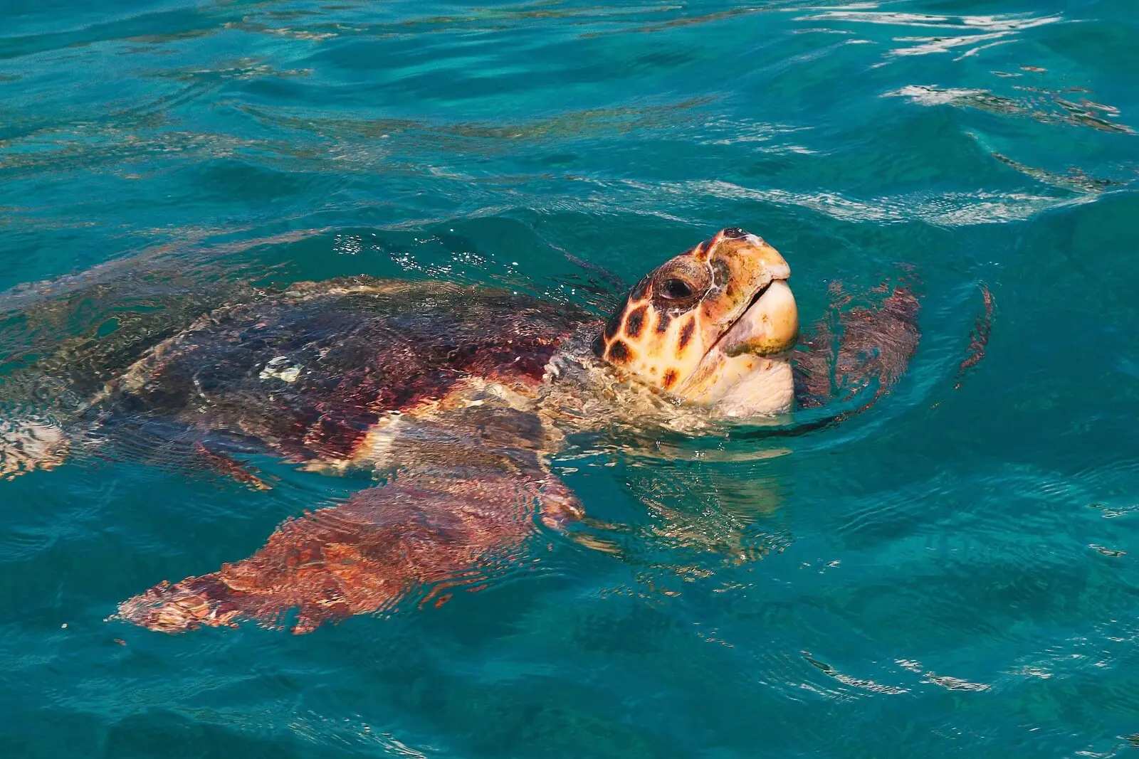 A loggerhead turtle in the sea