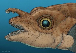 A drawing of a ratfish with teeth on its head