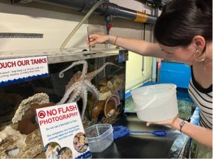 Hannah Tucker drops feed into an aquarium tank which holds an octopus. Signs around the tank say 'no flash photography'.