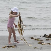 3 holding up a piece of kelp on the coast of Main