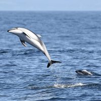 Leaping dolphin