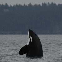 orca