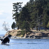 orca