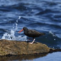 bird with orange beak