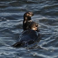 otter